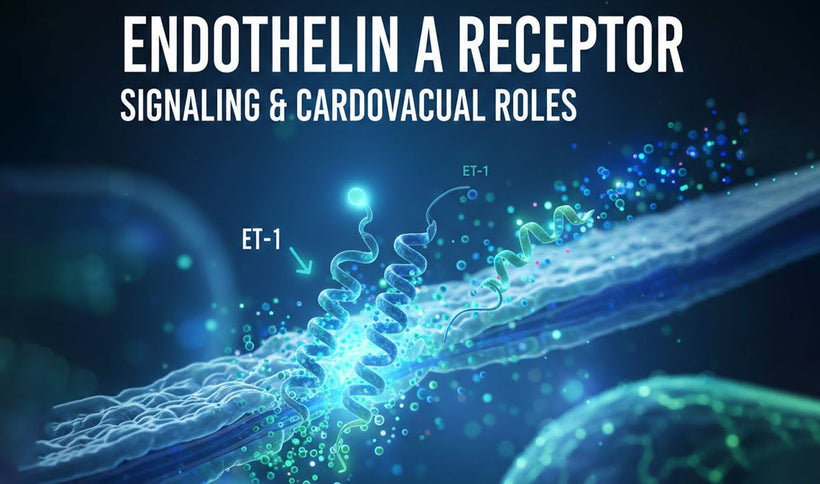 Endothelin A Receptor: Signaling and Cardiovascular Roles