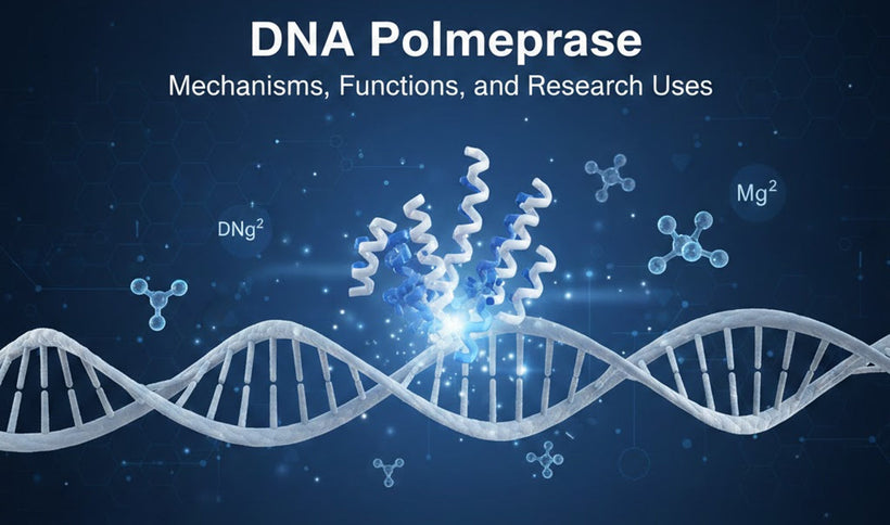 DNA Polymerase: Mechanisms, Functions, and Research Uses