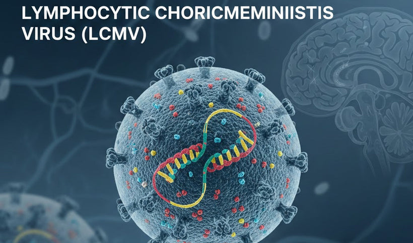 Lymphocytic Choriomeningitis Virus (LCMV): Overview