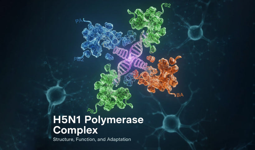 H5N1 Polymerase Complex: Structure, Function, and Adaptation