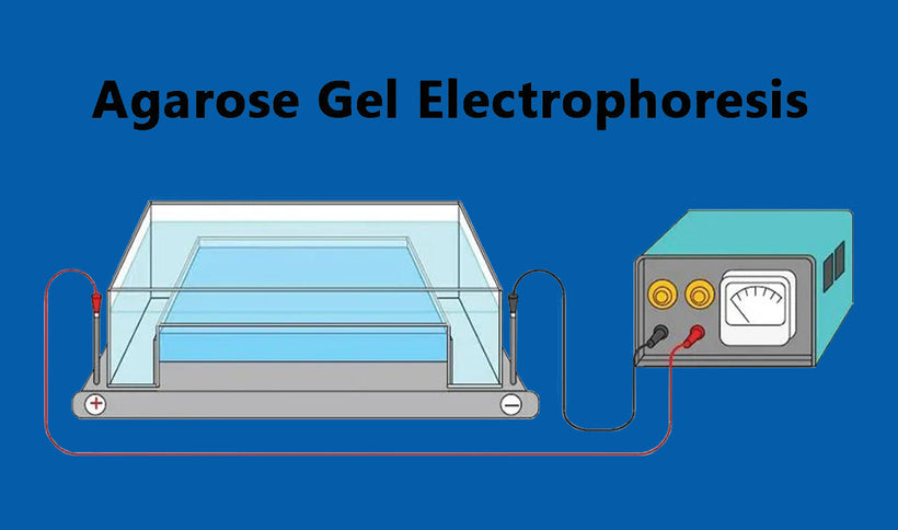 Agarose Gel Electrophoresis: Principles, Structure, Procedure, and Applications