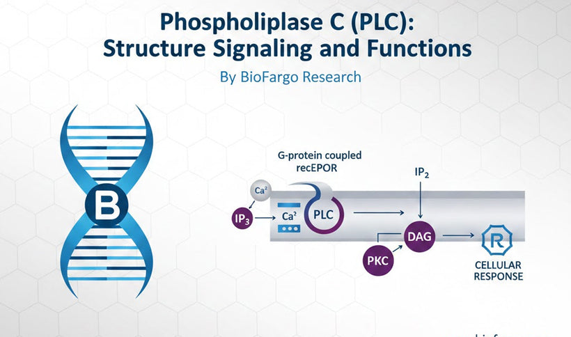 Phospholipase C (PLC): Structure, Signaling, and Functions