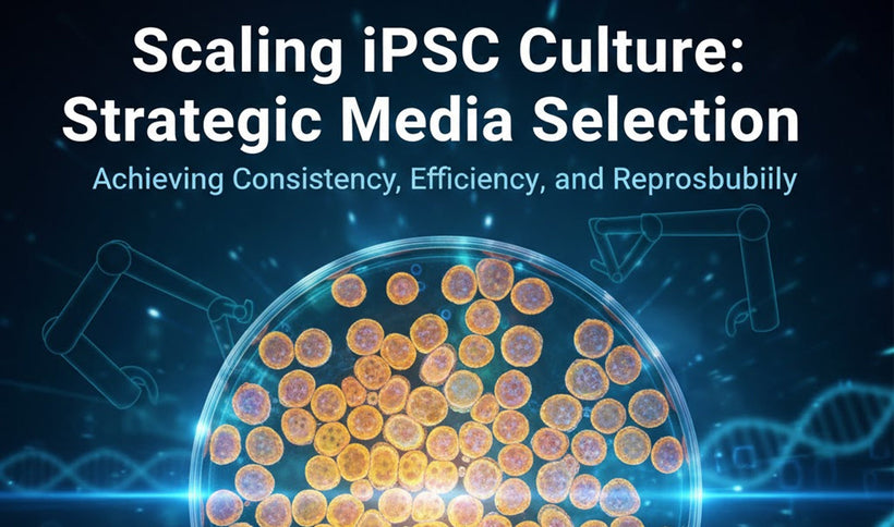 Scaling iPSC Culture: Strategic Media Selection for Consistency