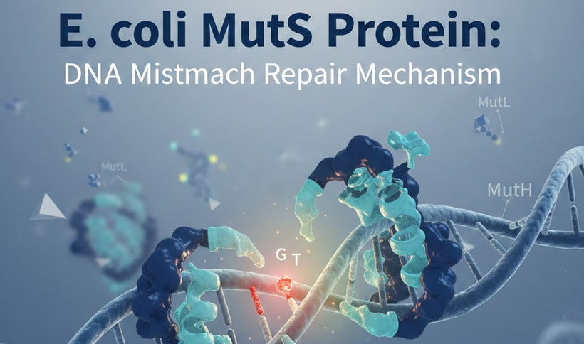 E. coli MutS Protein: DNA Mismatch Repair Mechanism