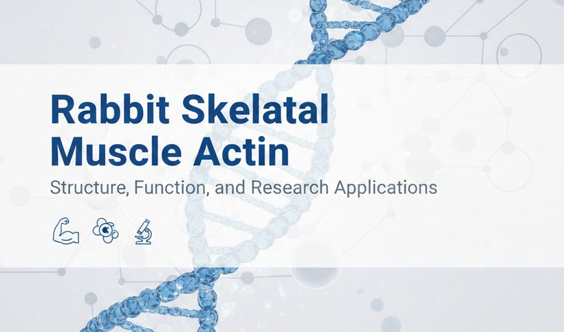 Rabbit Skeletal Muscle Actin: Structure, Function, Uses