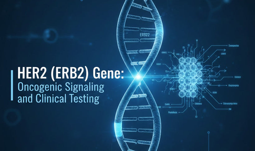 HER2 (ERBB2) Gene: Oncogenic Signaling and Clinical Testing