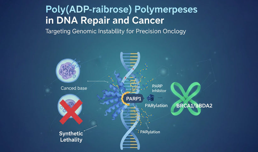 Poly(ADP-ribose) Polymerases in DNA Repair and Cancer