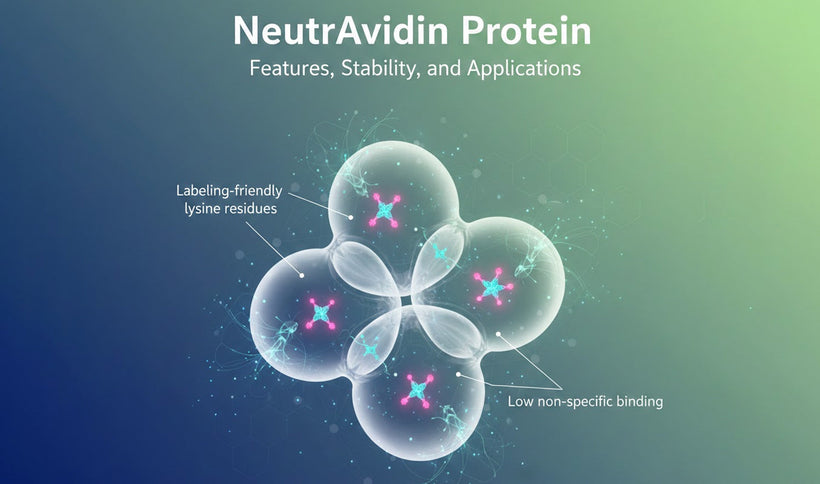 NeutrAvidin Protein: Features, Stability, and Applications