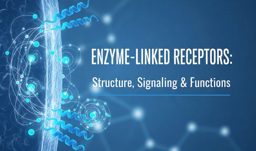 Enzyme-Linked Receptors: Structure, Signaling, and Functions