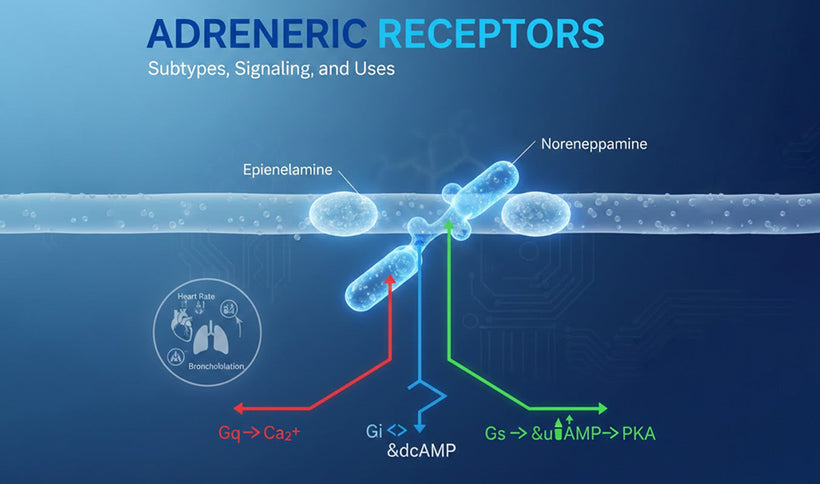 Adrenergic Receptors: Subtypes, Signaling, and Uses