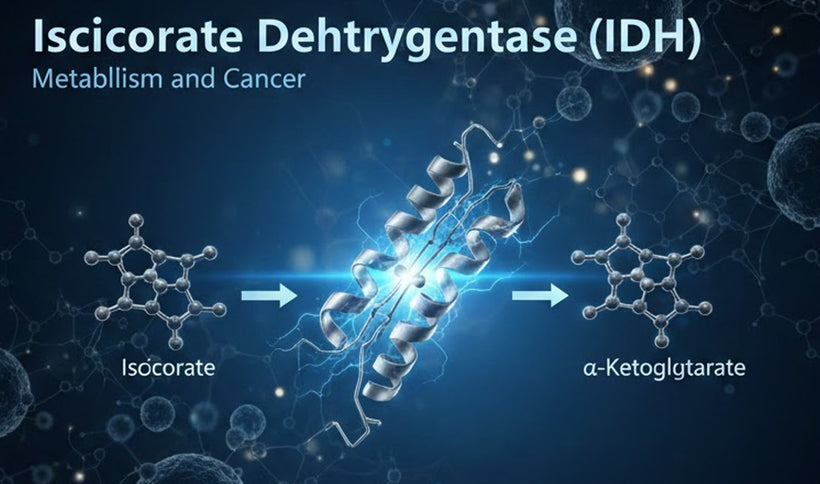 Isocitrate Dehydrogenase (IDH): Metabolism and Cancer