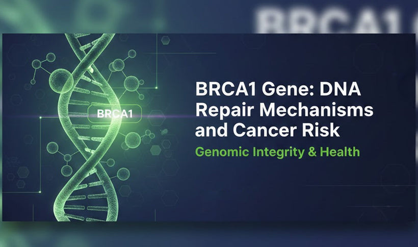 BRCA1 Gene: DNA Repair Mechanisms and Cancer Risk