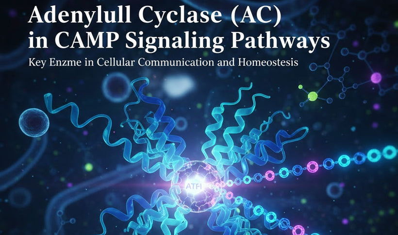 Adenylyl Cyclase (AC) in cAMP Signaling Pathways