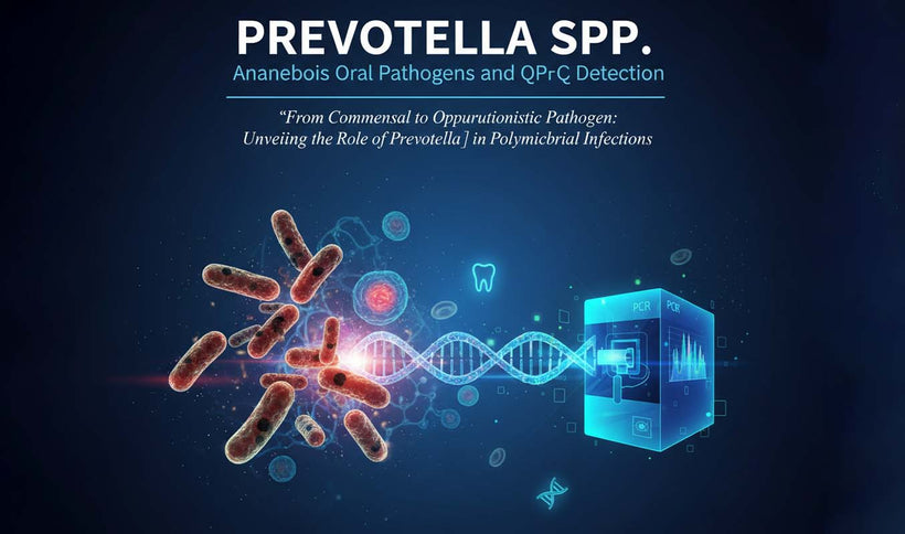 Prevotella spp Detection and Anaerobic Infection Guide