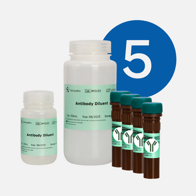 Incubate Membrane with Antibodies