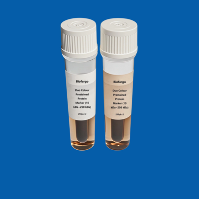 Prestained Protein Markers