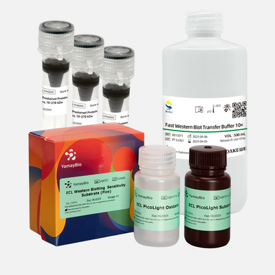 Western Blot Solutions