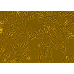 Human Primary Kidney Epithelial Cells
