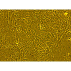 Human Primary Dermal Epithelial Cells