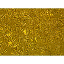 Rabbit Primary Epidermal Keratinocytes