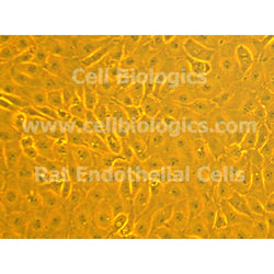 Lewis Rat Primary Vein Endothelial Cells