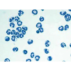 Rat Bone Marrow Neutrophils (Frozen Cells)