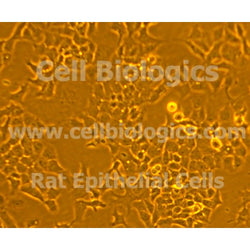 C57BL/6-GFP Mouse Primary Spleen Epithelial Cells