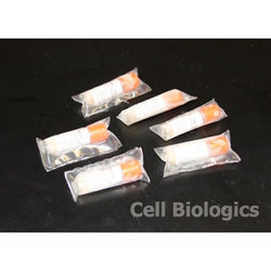 Hamster Primary Small Intestinal Epithelial Cells
