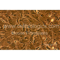 Diabetic Mouse Kidney Fibroblasts