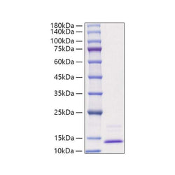 Recombinant Human CCL3/MIP-1 alpha Protein