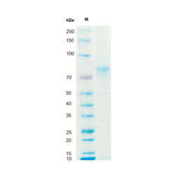 Recombinant Human Vitronectin Protein