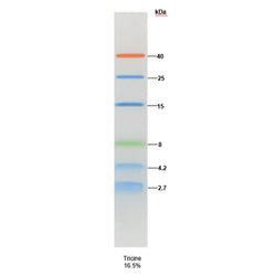 TureColor Pre-stained Protein Marker,3 colors,Low Range II,2.7~40 kDa