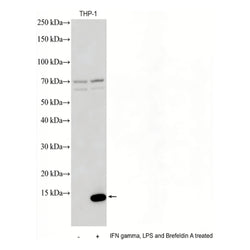 CXCL10/IP-10 Rabbit Polyclonal Antibody