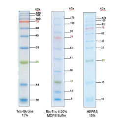 RealBand Pre-stained Protein Marker-3 colors-Standard Range-10~180 kDa-KleanAB