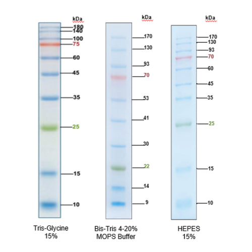 RealBand Pre-stained Protein Marker-3 colors-Standard Range-10~180 kDa-KleanAB