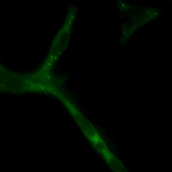 APC Mouse Monoclonal Antibody(ARA727)
