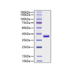Recombinant Human CCL4/MIP-1β Protein