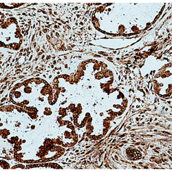 CXCL10/IP-10 Rabbit Polyclonal Antibody