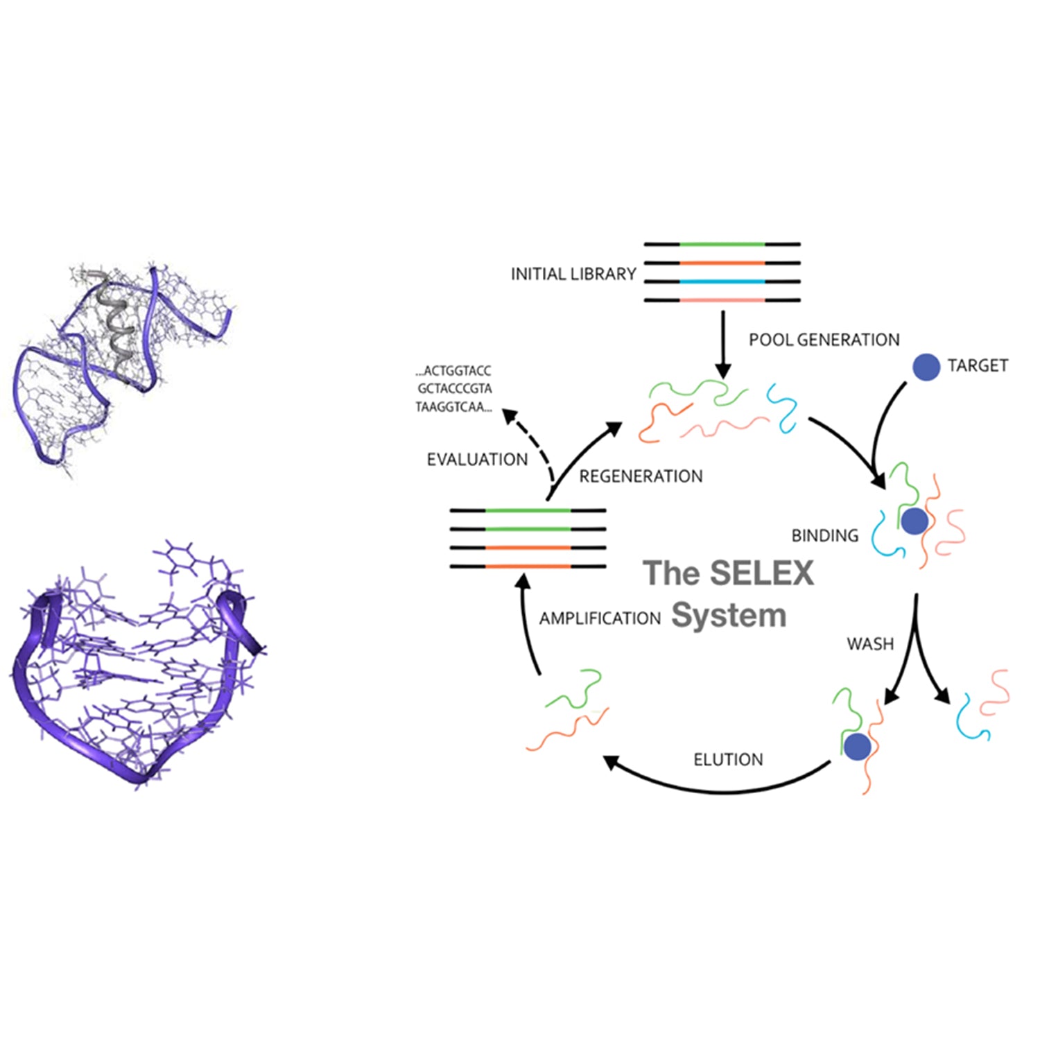 Aptamer Screening Experimental Kit