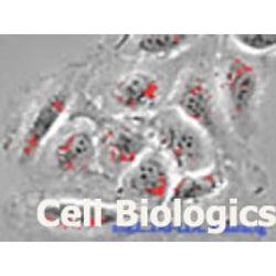 Hamster Primary Carotid Artery Endothelial Cells