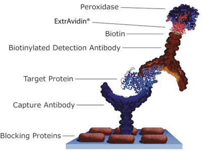 Enzyme