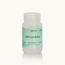 RIPA Lysis Buffer-Strong-Yamaybio