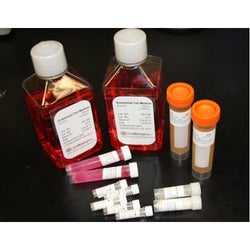Recombinant Human 4-1BB Receptor (TNFRSF9)