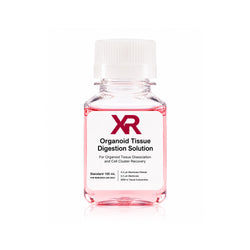 XR Organoid Tissue Digestion Working Solution for gentle organoid tissue dissociation and organoid sample preparation