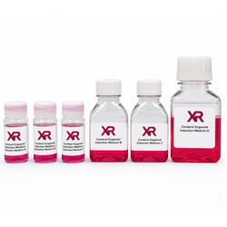 XR Cerebral Organoid Differentiation Kit with four stage-specific media for human iPSC brain organoid culture