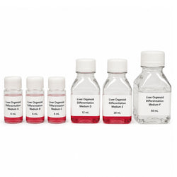 XR Liver Organoid Differentiation Kit with media A through F for human iPSC liver organoid culture