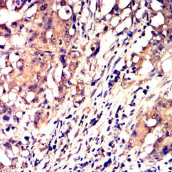 Anti-CD68 antibody - Biofargo - 