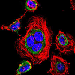 Anti-CD68 antibody - Biofargo - 