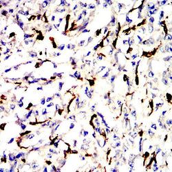 Anti-Iba1 antibody - Biofargo - 