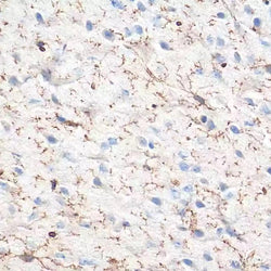 TMEM119 Polyclonal antibody - Biofargo - 